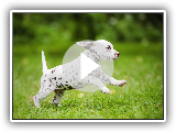 Dalmatian Dogs Compilation - Funny Dog Videos 2019