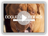 DOGUE DE BORDEAUX FIVE THINGS YOU SHOULD KNOW