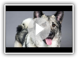Cazador de Alces Noruego  (Norwegian Elkhound) - Raza de Perro