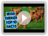 Irish Terrier - TOP 10 Interesting Facts