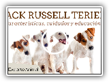 El perro jack russell terrier