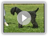 Kerry Blue Terrier - AKC Dog Breed Series
