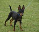 English-Toy-Terrier-4