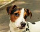 Jack-Russell-4