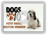 Dogs 101 - Petit Basset Griffon Vendeen