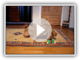 Two norfolk terriers playing
