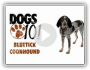 Dogs 101 - Bluetick Coonhound