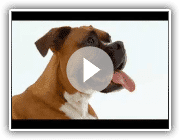 DOGS 101 Boxer