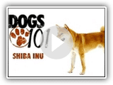 Dogs 101- Shiba Inu