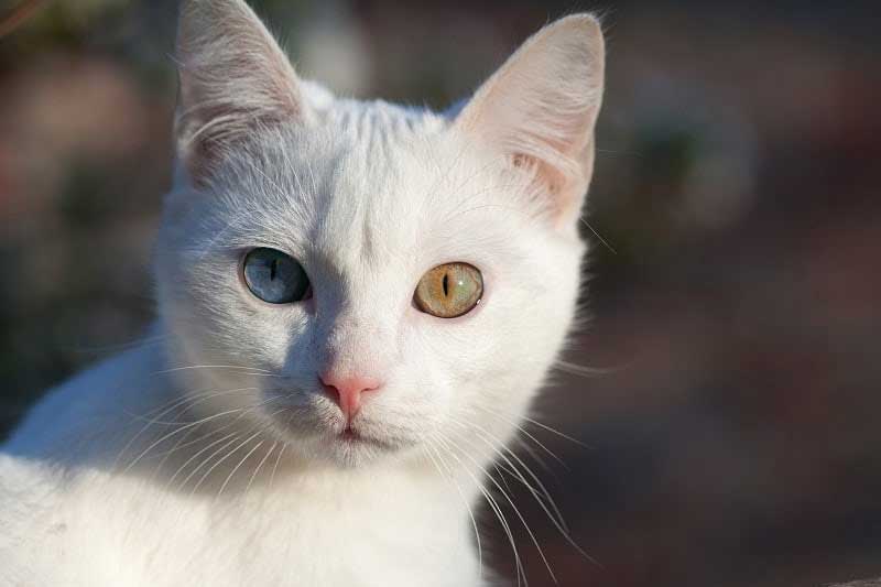 Russian white cat