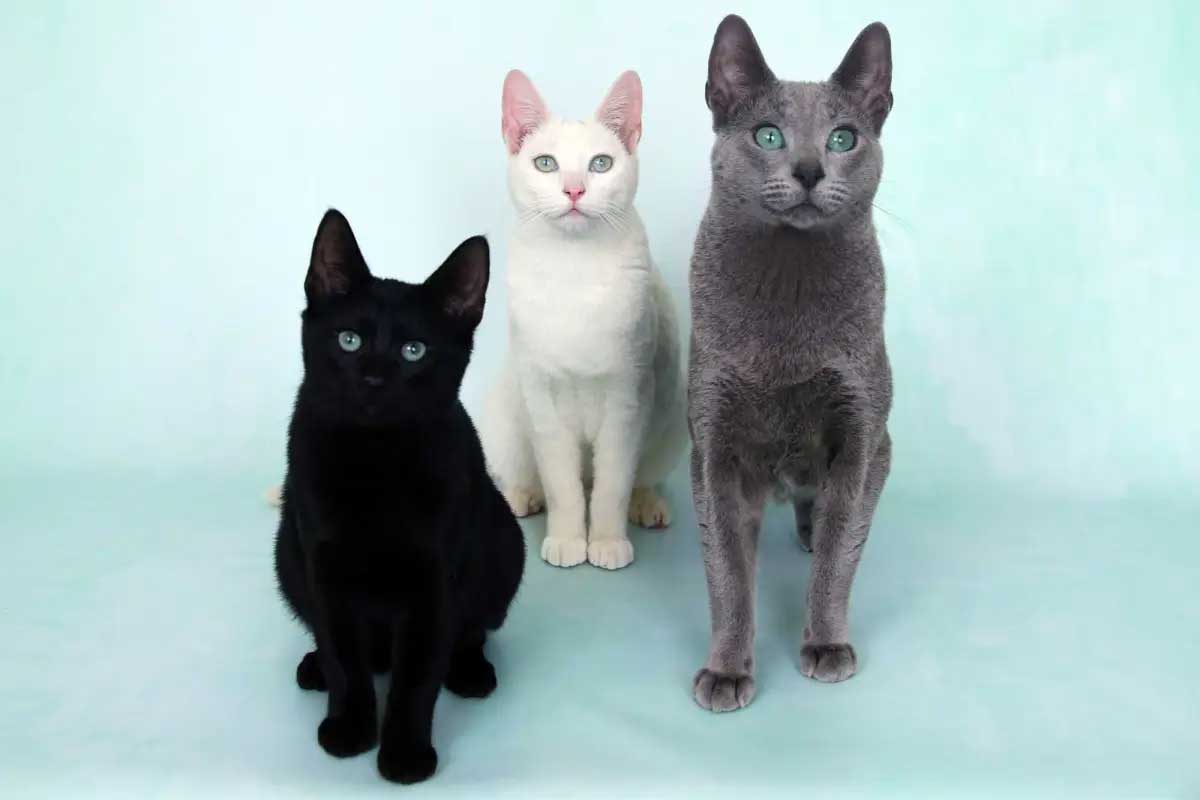 russian white cats, black and tabby