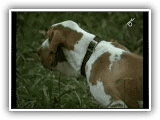 Bracco Italiano - il cane piu' bello del mondo. MC.wmv