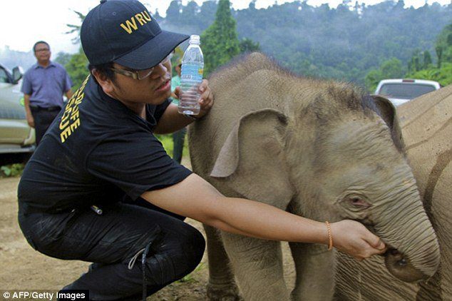 El elefante bebé se pega al cuerpo de su madre, mientras que un funcionario del departamento de vida silvestre le da de beber