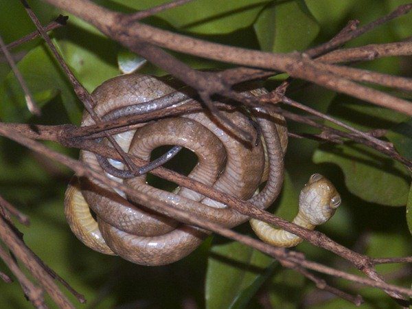 95-Invasive brown tree snakes