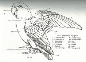 Anatomie-Papageien von