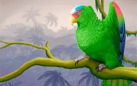 Papagaio-de-testa-branca