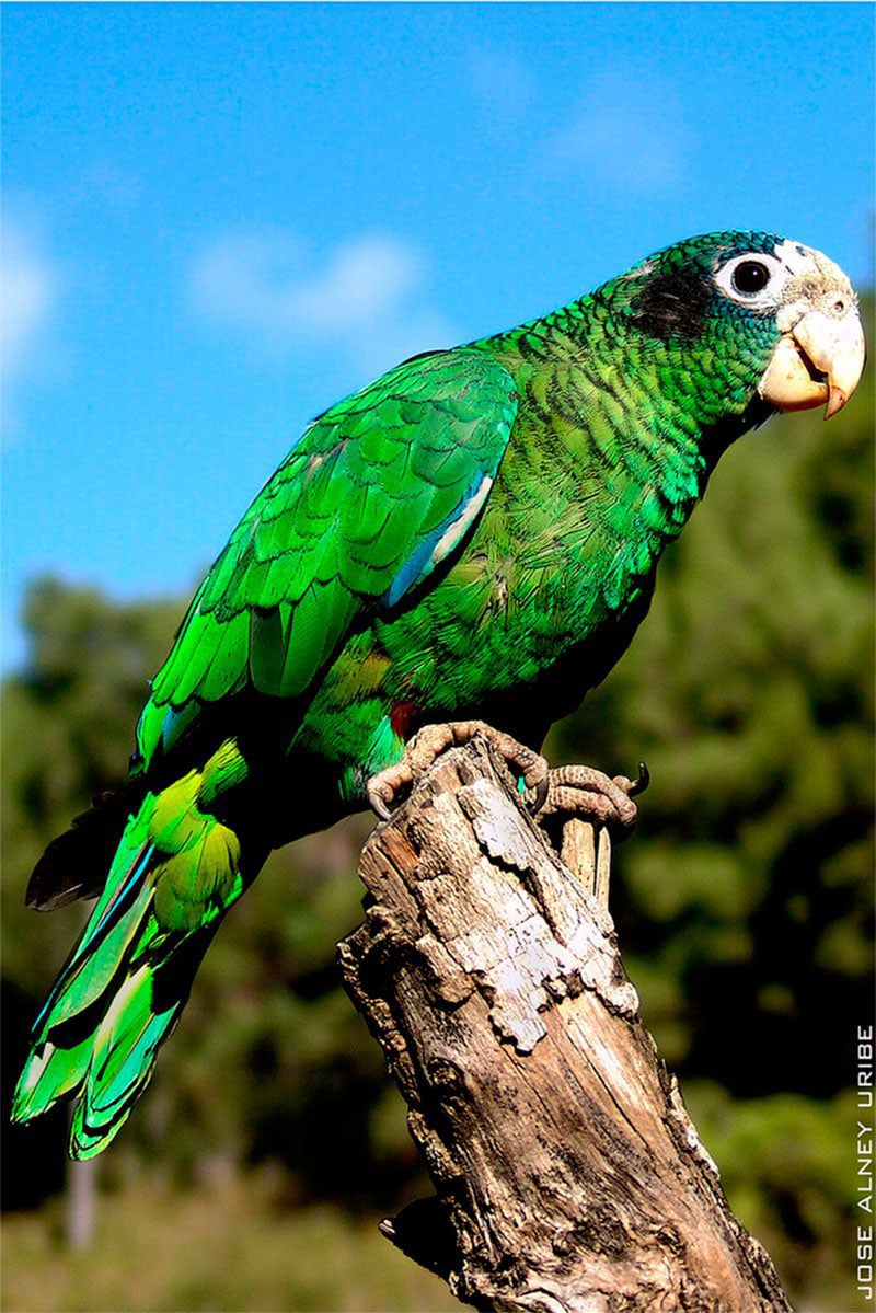 Papagaio-de-hispaniola
