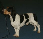 Small Bernese hound