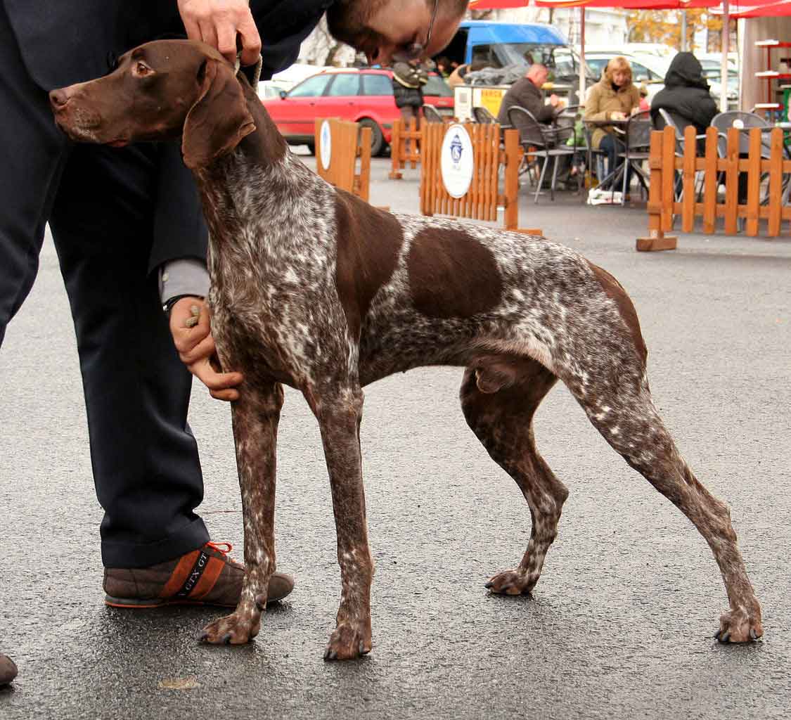 Französischer Vorstehhund – Typ Gascogne