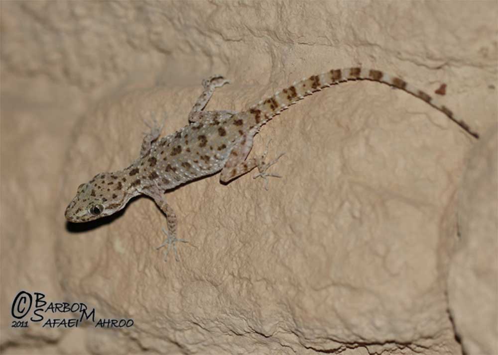 Gecko de cola áspera