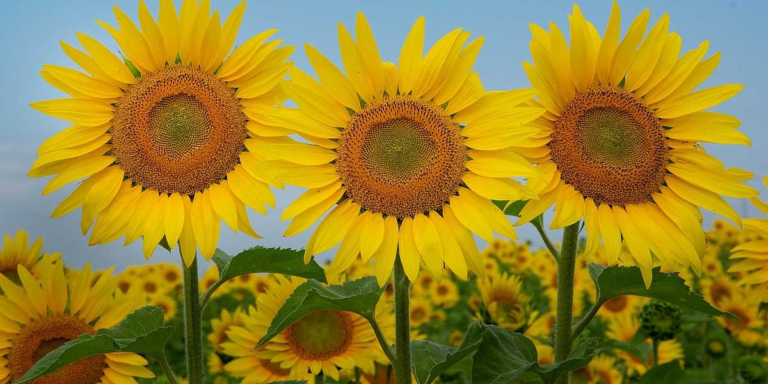 Daisy vs Sunflower: What is the Difference