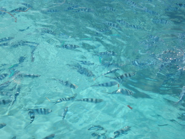 peces islas fiji