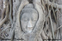 Cabeza de Buda - Tailandia