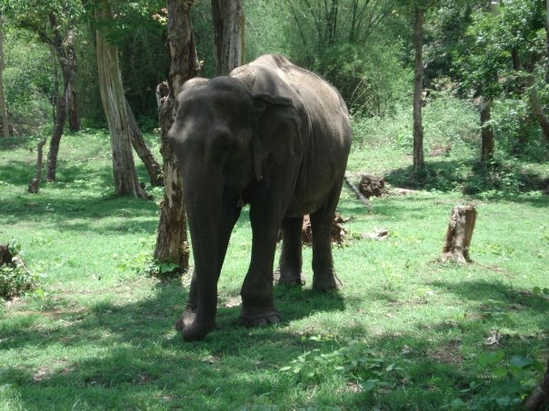 Elefante Kerala