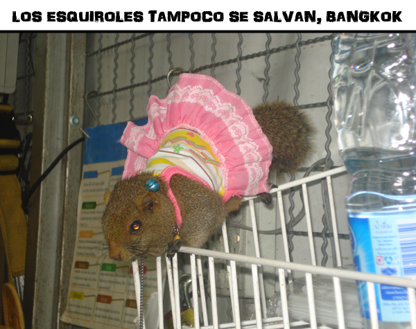 esquirol vestido en tailandia