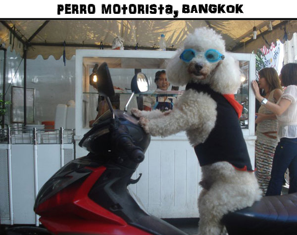 PERRO-MOTORISTA EN BANGKOK