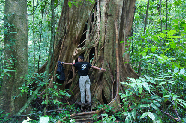 abrazando-un-árbol enorme en khao sok