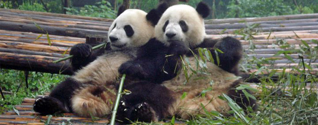 osos-pandas