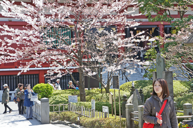 Sakura en tokyo