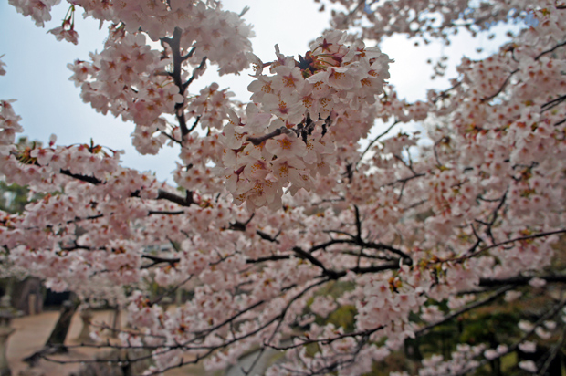 Sakura en Miyajima