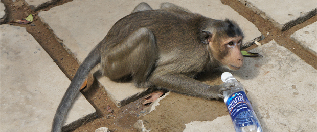 Mono-bebiendo-de-la-botella