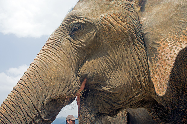 Elefante-tailandes-en-Chiang-Mai