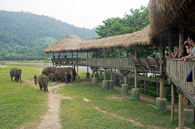Instalaciones-Elephants-Nature-Park
