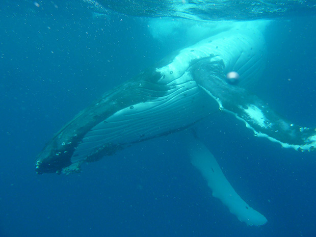 ballenas tonga 2