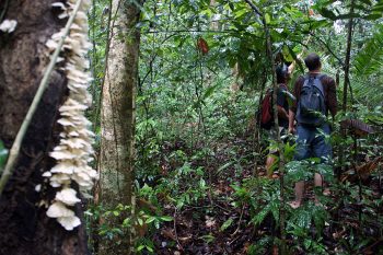 De excursión por la selva: Trekking en Koh Chang