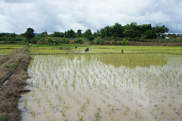 Campos-de-arroz