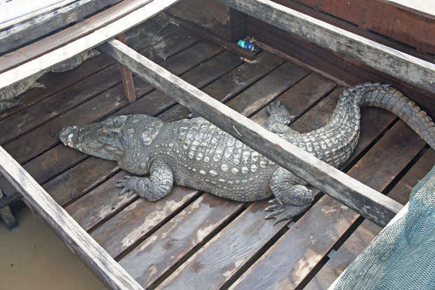 cocodrilo en Camboya