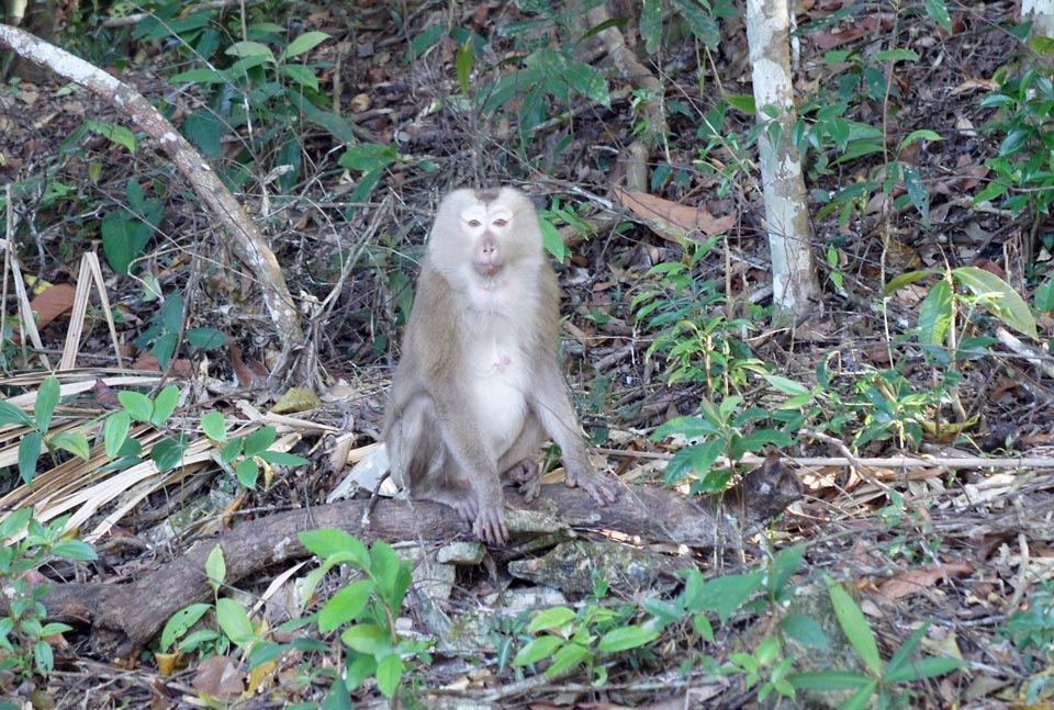 Mono en el parque nacional de khao Yai