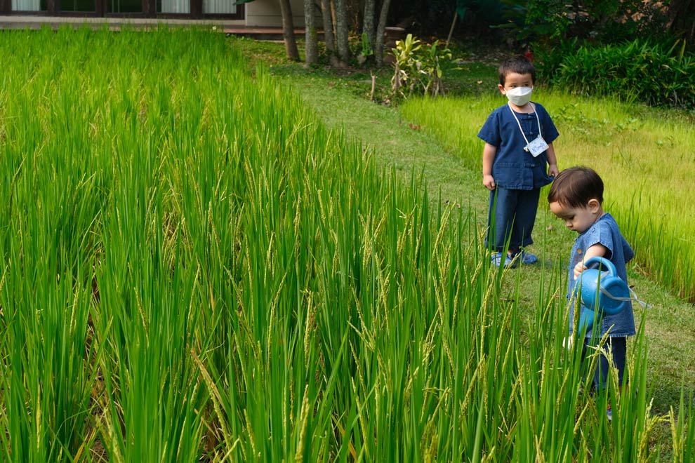 Plantando arroz en Chiang Mai