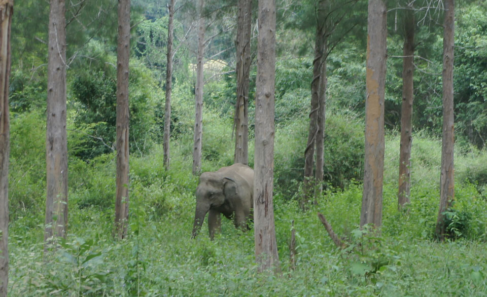 Elefantes de Kui Buri