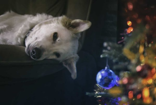 PHILIBERT Passer Noël avec son chien