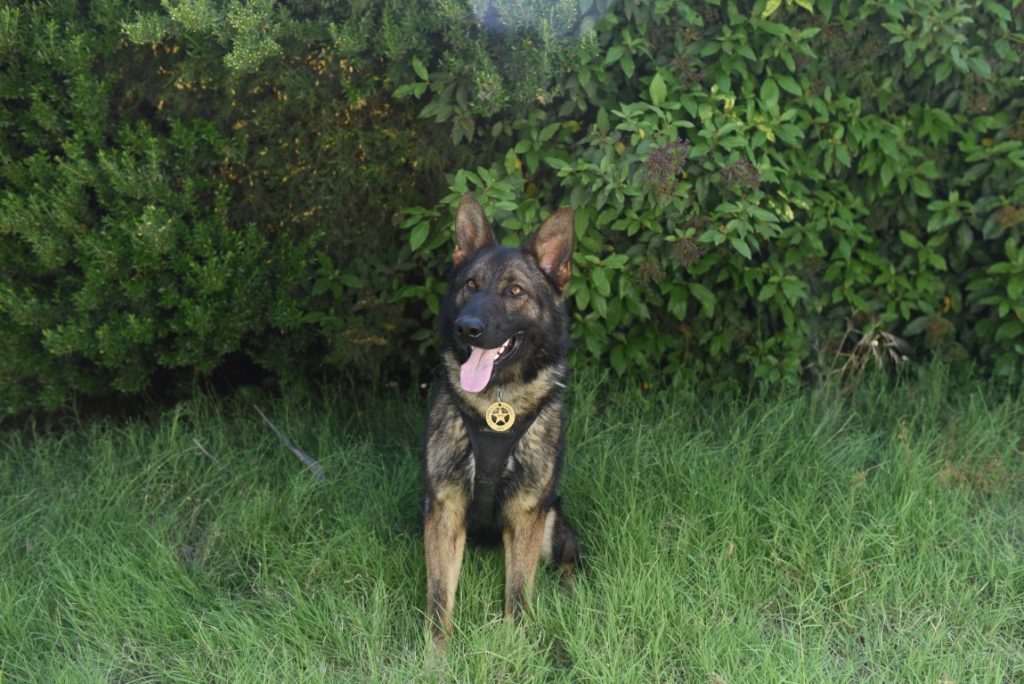 Sheriff's K-9 Stabbed by Suspect, Expected to Survive