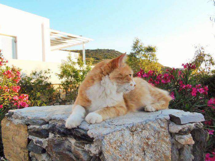 وظيفة الأحلام؟! احصل على راتبك مقابل اللعب مع القطط في جزيرة يونانية ساحرة