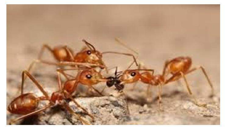 تفسير حلم النمل في المنام قل ودل