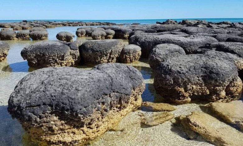 ستروماتوليت.. كيف حوت أحافير صخرية أقدم أشكال الحياة على الأرض؟