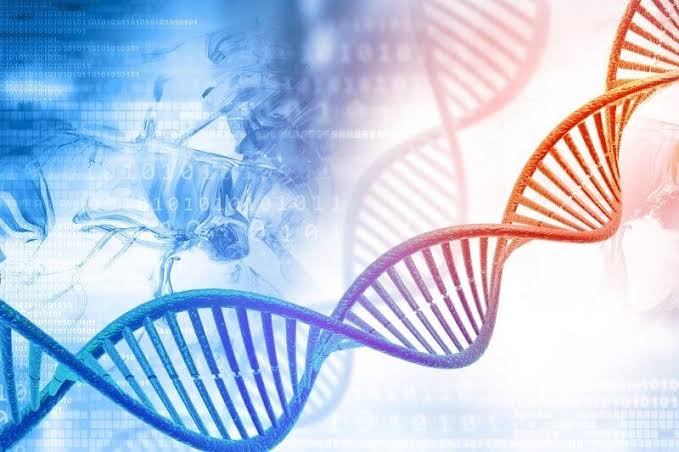 كيف تتحكم الجينات في بقاء الإنسان نحيفا طوال حياته؟